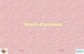 Stem diseases