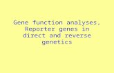 Gene function analyses, Reporter genes in direct and reverse genetics