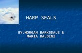 HARP SEALS