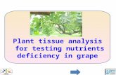 Plant  tissue analysis  for testing nutrients deficiency in grape