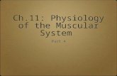 Ch.11: Physiology of the Muscular System
