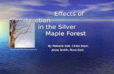 Effects of Construction                       in the Silver     Maple Forest