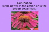 Echinacea Is the power in the potion or is the potion powerless?