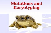 Mutations and  Karyotyping