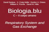 What physical factors govern respiratory gas exchange?