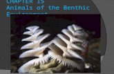 CHAPTER 15   Animals of the Benthic Environment