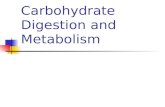Carbohydrate  Digestion and Metabolism