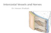 Intercostal Vessels and Nerves