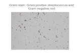 Gram stain: Gram positive streptococcus and Gram negative rod