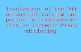 Involvement of the Mitochondrial Calcium Uniporter in Cardioprotection by Ischemic Preconditioning