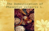 The Domestication of  Phaseolus vulgaris  L.