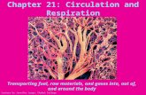 Chapter 21: Circulation and Respiration