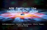 AGN feeding: the intermediate scale