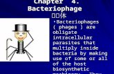Chapter  4.  Bacteriophage   噬菌体