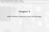 Chapter 5 Male Sexual Anatomy and Physiology