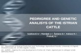 PEDRIGREE AND GENETIC ANALISYS OF THE ISTRIAN CATTLE