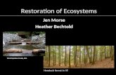 Restoration of Ecosystems