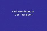 Cell Membrane &  Cell Transport