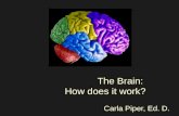 The Brain:  How does it work?
