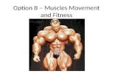 Option B – Muscles Movement and Fitness