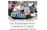 DNA Crime Scene  Gel Electrophoresis Capstone Project Laura Kowalski 2010