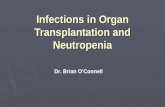 Infections in Organ Transplantation and Neutropenia
