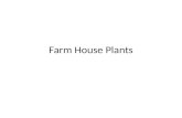 Farm House Plants