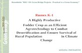 Rumex K-1  A Highly Productive