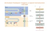 Activated rhodopsin triggers a signal transduction cascade