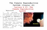 Lecture #  17 :  The Female Reproductive  System