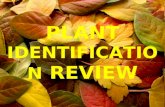 PLANT  IDENTIFICATION  REVIEW