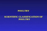 POULTRY SCIENTIFIC CLASSIFICATION OF POULTRY