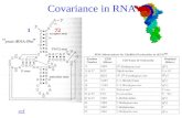 Covariance in RNA