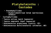 Platyhelminths : Cestodes