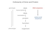 Colinearity of Gene and Protein