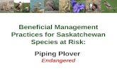 Beneficial Management Practices for Saskatchewan Species at Risk: Piping Plover Endangered