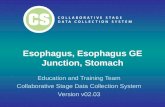 Esophagus, Esophagus GE Junction, Stomach