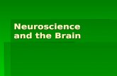 Neuroscience and the Brain