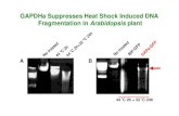 GAPDHa Suppresses Heat Shock Induced DNA  Fragmentation in  Arabidopsis  plant