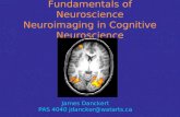 Fundamentals of Neuroscience Neuroimaging in Cognitive Neuroscience