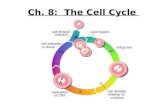Ch. 8:  The Cell Cycle