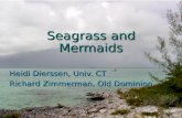 Seagrass and Mermaids