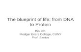 The blueprint of life; from DNA to Protein