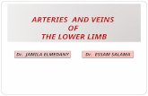 ARTERIES  AND VEINS  OF  THE LOWER LIMB