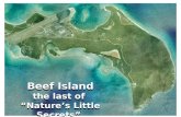 Beef Island the last of  “Nature’s Little Secrets”