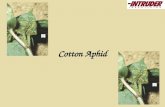 Cotton Aphid