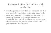 Lecture 2: Stomatal action and metabolism