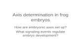 Axis determination in frog embryos