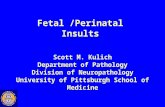 Fetal /Perinatal Insults