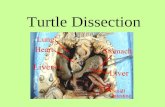 Turtle Dissection
